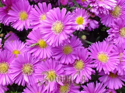 Aster Trade: Token Slide After DEX Upgrade – What We Know