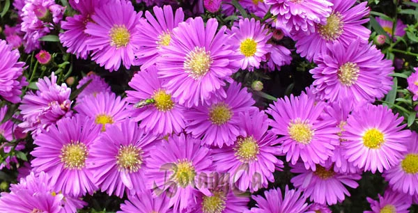 Aster Trade: Token Slide After DEX Upgrade – What We Know